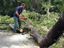 Best Commercial Tree Services  in Rancho Alegre, TX