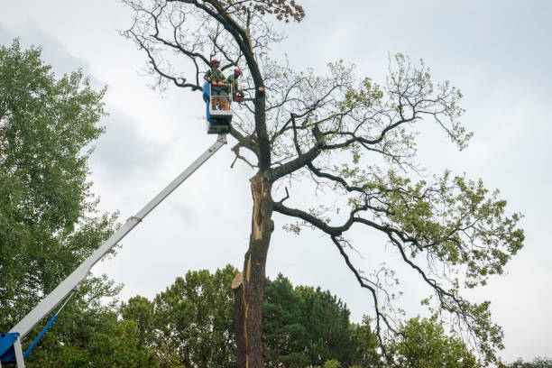 Best Emergency Tree Removal  in Rancho Alegre, TX