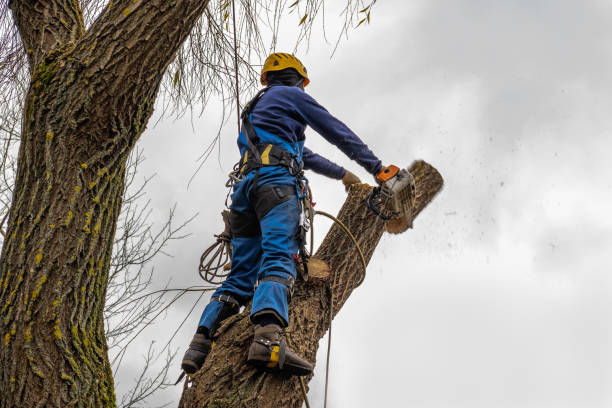 Best Hedge Trimming  in Rancho Alegre, TX