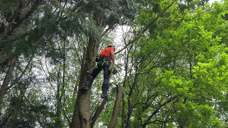 Tree Removal