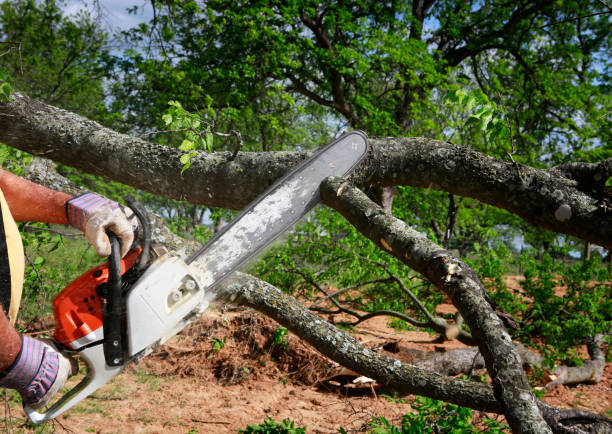 Lawn Irrigation Installation and Maintenance in Rancho Alegre, TX